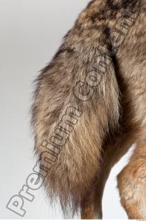 Wolf leg photo reference 0010